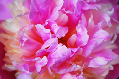 Pembe şakayık yapraklarının dokusu. Makro fotoğraf. Kartpostal Şablonu