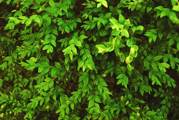 Текстура Маленьких Зеленых Листьев Фотография Окрашена — стоковое фото