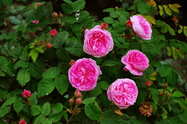 Bush Avec Grandes Roses Roses Gros Plan — Photo
