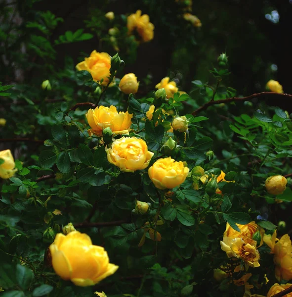 Bush Rosas Amarillas Cerca —  Fotos de Stock