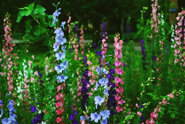Primavera Flores Multicolores Hierba — Foto de Stock