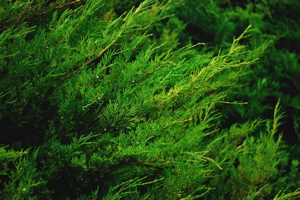 Groene Naaldbomen Plant Textuur Close — Stockfoto