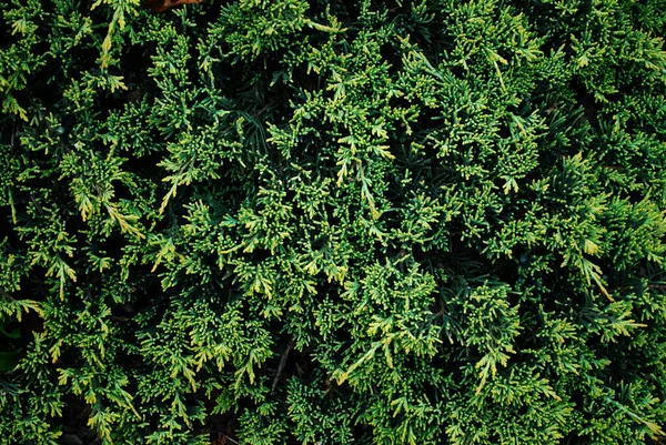 Green Coniferous Plant Texture Close — Stock Photo, Image