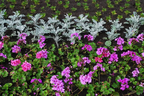 Macizo Flores Con Flores Primavera Colores — Foto de Stock