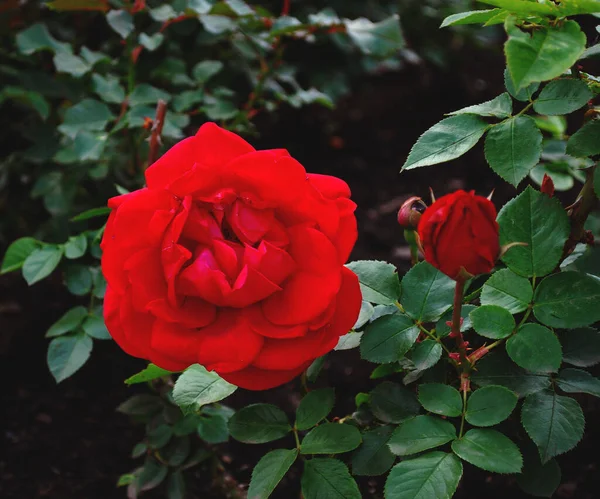 Brotes Grandes Rosa Silvestre Con Hojas Color Verde Oscuro —  Fotos de Stock