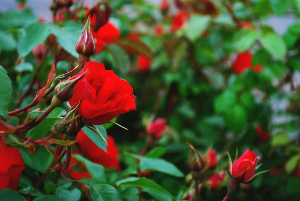 Rojos Brotes Rosas Maravillosas Arbusto Con Hojas Color Verde Oscuro —  Fotos de Stock