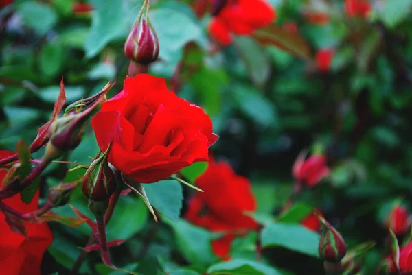 Rojos Brotes Rosas Maravillosas Arbusto Con Hojas Color Verde Oscuro —  Fotos de Stock