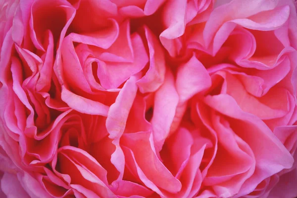 Textura Botão Rosa Com Pétalas Macro — Fotografia de Stock
