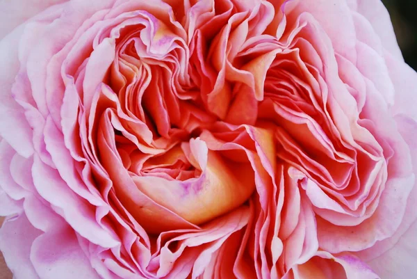 Textura Capullo Rosa Con Pétalos Macro — Foto de Stock