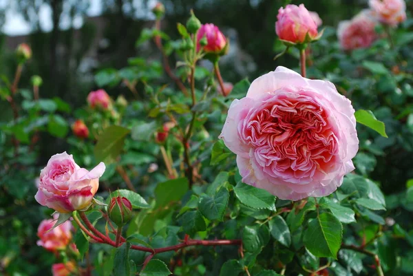 Bush Con Grandes Rosas Peonía Cerca — Foto de Stock