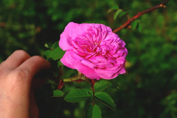 Różowy Pączek Róży Krzaku Ciemnozielonymi Liśćmi Wzór Karty Pocztowej — Zdjęcie stockowe