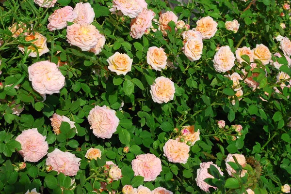 Буш Большими Розовыми Розами Крупного Плана — стоковое фото