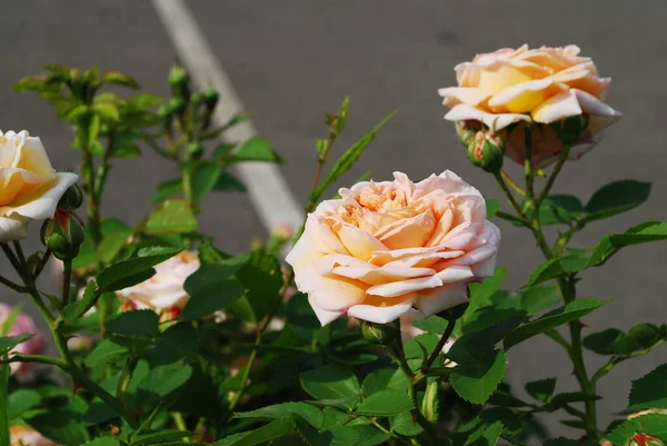 Bush Con Grandes Rosas Rosadas Cerca —  Fotos de Stock
