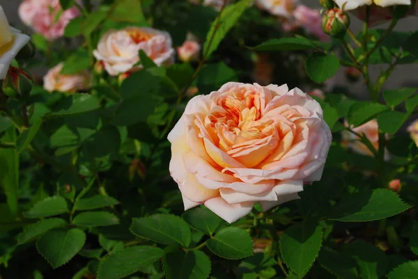 Буш Большими Розовыми Розами Крупного Плана — стоковое фото