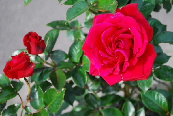 Brotes Grandes Rosa Silvestre Con Hojas Color Verde Oscuro —  Fotos de Stock