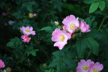 Koyu arkaplanda çay gülü çiçekleri.