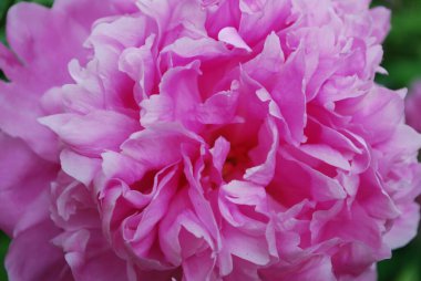 Pembe şakayık yapraklarının dokusu. Makro fotoğraf. Kartpostal Şablonu