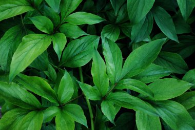 Koyu arkaplanda güzel koyu yeşil yapraklar.