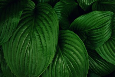 Koyu yeşil tropik yaprakların dokusu.