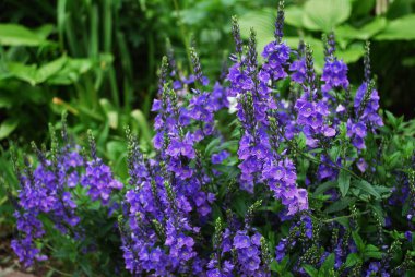 Yeşil çimlerde küçük mavi çiçekler