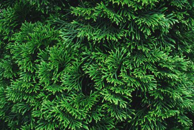 Yeşil kozalaklı bitki dokusu. Yakın plan.