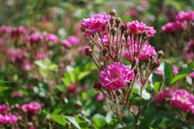 Çiçek açan gül çalıları.