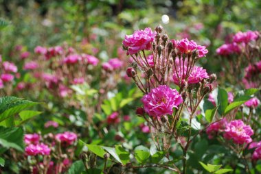 Çiçek açan gül çalıları.