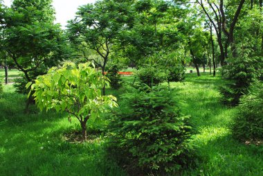 Genç Noel ağaçları ve ağaçlarının park alanı