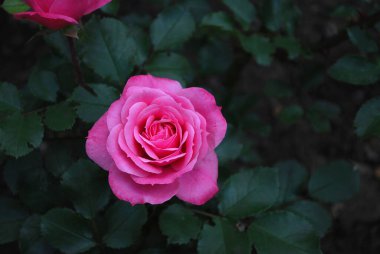 Koyu yeşil yapraklı, çalılıklarda güzel pembe bir gül.