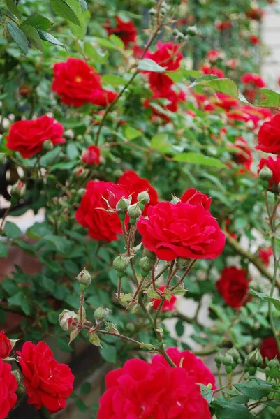 Буш Красной Цветущей Розы Крупным Планом — стоковое фото