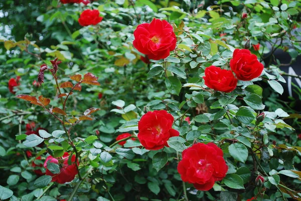 Bush Una Rosa Roja Floreciente Cerca —  Fotos de Stock