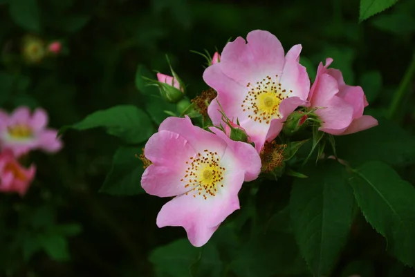 Dos Flores Rosa Sobre Fondo Oscuro Cerca — Foto de Stock