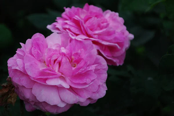 Два Больших Розовых Пиона Крупным Планом Темный Фон — стоковое фото