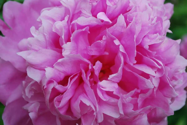 Consistenza Dei Petali Peonia Rosa Foto Macro Modello Cartolina — Foto Stock