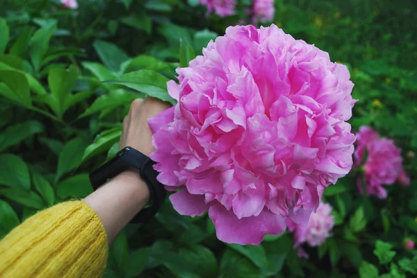 Una Giovane Donna Tiene Mano Grande Fiore Peonia Rosa Bracciale — Foto Stock