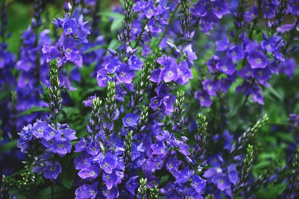 Μικρά Μπλε Λουλούδια Πράσινο Γρασίδι — Φωτογραφία Αρχείου