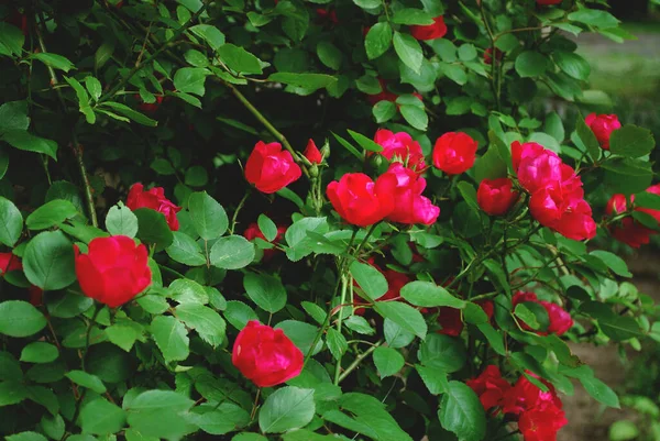 Arbustos Rosa Chá Florescendo Close — Fotografia de Stock