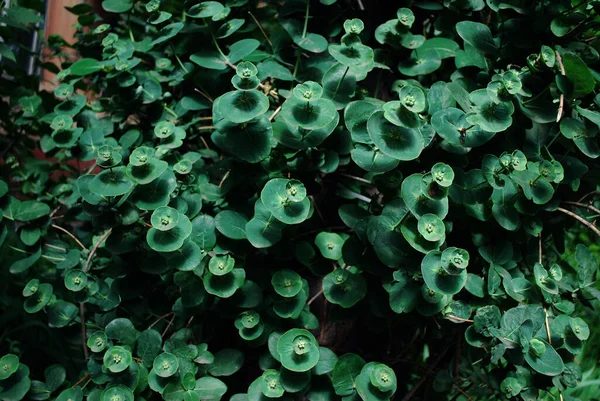 Verde Lonicera Reticulata Texture Primo Piano — Foto Stock