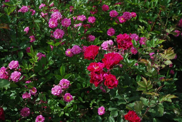 Цветущие Чайные Розы Крупным Планом — стоковое фото