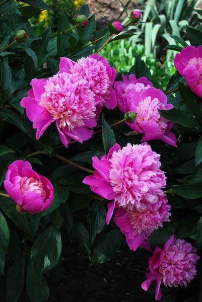 Grote Roze Pioenrozen Tuin Close — Stockfoto