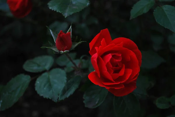Rote Rose Mit Knospe Auf Dunkelgrünem Hintergrund — Stockfoto