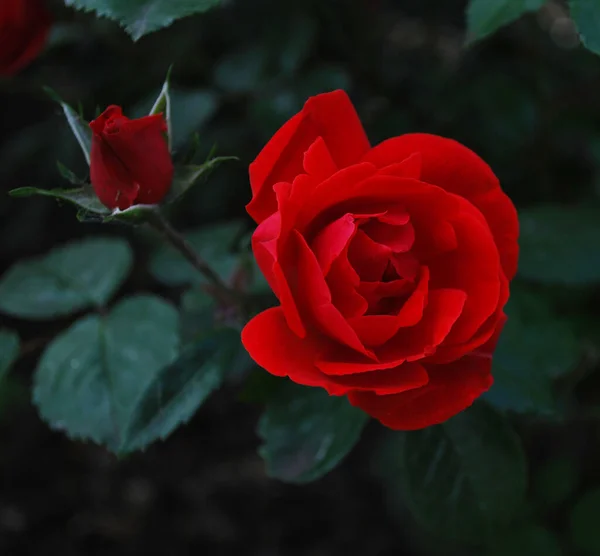 Red rose with a bud on a dark green background