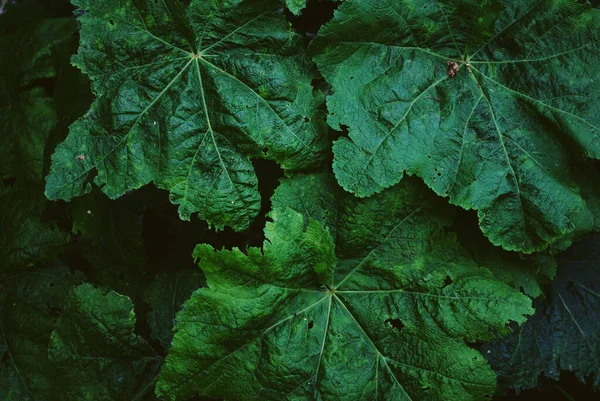 Texture Foglie Tropicali Verde Scuro — Foto Stock