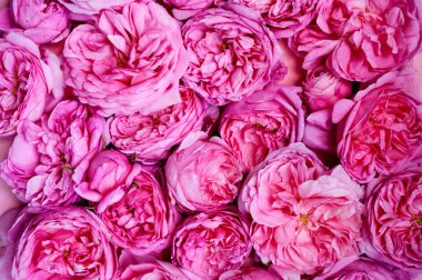 Çiçeklerin dokusu. Pembe güller yakın plan. Kartpostal şablonu. Üst Manzara. Düz yatıyordu