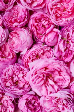 Çiçeklerin dokusu. Pembe güller yakın plan. Kartpostal şablonu. Üst Manzara. Düz yatıyordu