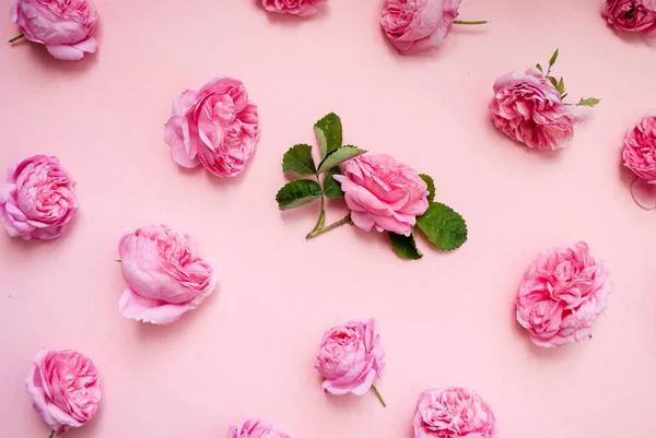Arreglo Floral Rosas Rosadas Sobre Fondo Rosa Vista Superior Puesta — Foto de Stock