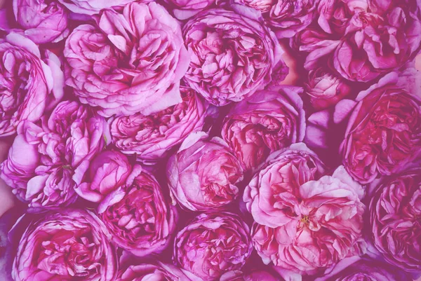 Die Textur Der Blumen Rosa Rosen Aus Nächster Nähe Postkartenvorlage — Stockfoto