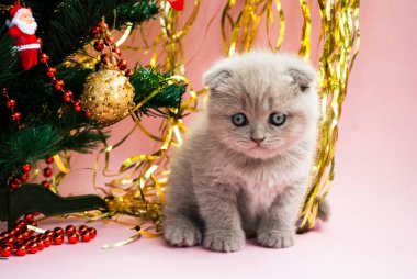 Noel ağacının yanında oyuncaklarla bej bir kedi yavrusu. Kartpostal şablonu. Yeni yıl. Neşeli arkaplan.