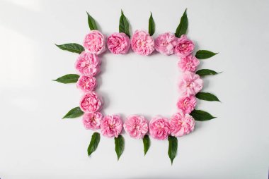 Yeşil yapraklar ve beyaz arka planda izole edilmiş pembe çiçek tomurcukları. Mesaj için yer. Düz yatıyordu. Üst Manzara. maket yap