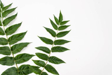 Beyaz arka planda yeşil tropikal yaprakların bileşimi. Mesaj için yer. Düz yatıyordu. Üst görünüm.